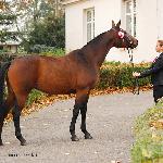 Arcona - Regionalna Wystawa Koni - SO Bogusławice 2011<br />&copy; Oliwia Chmielewska