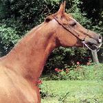 Wilejka - Wilejka 1998