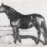 Akcjonariusz