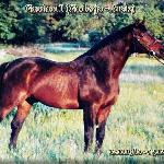 Gordon I