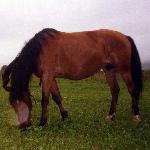 Powiastka - Gładyszów 2001 r.<br />&copy; kejti