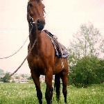 Biona