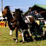 Opar - Opar i Aster - Dni Huculskie 2004 r.<br />&copy; Małgorzata Serafin-Kozyra