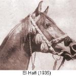 El-Haifi
