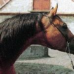 Wojsław
