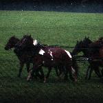 Jagódka - Jako lejcowa w zaprzęgu w 42 konie - Dni Huculskie 2001<br />&copy; kejti