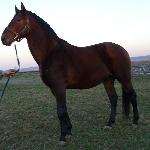 Burgund