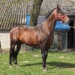 Burgund