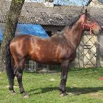 Burgund