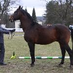 Burgund