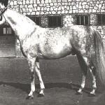 Chazar
