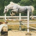 Renommee (Renomee Z)<br /><i>https://www.muller-equine.cz/reprodukce-koni-1/historie-stanice/rok-1996/renomee.html</i>