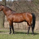Derkacz