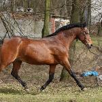 Derkacz