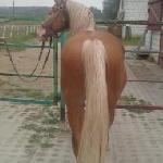 Burgund