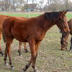 Ethne