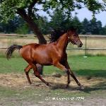 Ethne