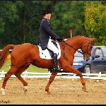 Ebonit - Finał Pucharu Polski WKKW, Walewice 2009<br />&copy; Oliwia Chmielewska