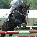 Baskir - Mistrzostwa Polski Młodych Koni w Skokach - Łąck, 25-27.08.2006<br />&copy; Małgorzata Siergiej www.zelichow.pl