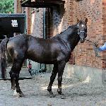 Otill - SO Starogard 06.2014<br />&copy; Baza Koni