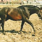 Harun I - 2003r.<br />&copy; Małgorzata Serafin-Kozyra