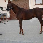 Abu-Dhabi