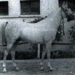 Eufrat