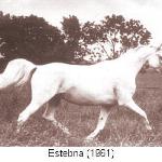 Estebna