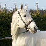 Cisoń