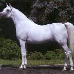 Laheeb - Laheeb 2008<br />&copy; W. Pawłowski