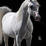 Laheeb<br />&copy; Stuart Vesty