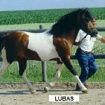 Lubas