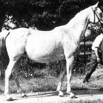 Sabellina