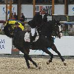 Omen Z - CSIO Sopot 2009