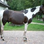 Gniewko