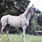 Czarina