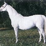 Euforia
