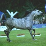 Ekstern - Czempionat ogierów 2000