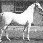 Burkan