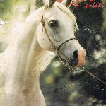 Pilarka - Pilarka<br />&copy; Zofia Raczkowska<br /><i>Koń Polski 1991 r.</i>