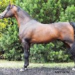 Gazal Al Shaqab - Gazal Al Shaqab 2003<br />&copy; R.Reed