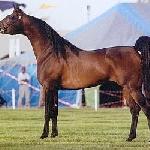 Gazal Al Shaqab