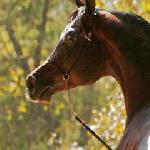 Gazal Al Shaqab<br />&copy; Stuart Vesty