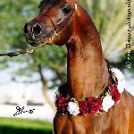 Gazal Al Shaqab<br />&copy; Irina Filsinger