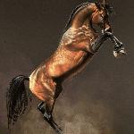 Gazal Al Shaqab