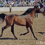 Gazal Al Shaqab - Gazal Al Shaqab, 1997