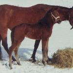 Edessa - klaczką Edjora, zdjęcie zrobione w Wilkesbacka Gard w Szwecji, 1968.