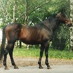 Saphir