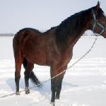 Falkon