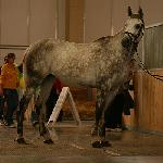 Egeria - Polagra 2008<br />&copy; Katarzyna Broda (Faraa)